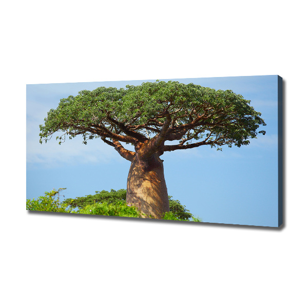 Duży foto obraz na ścianę canvas Baobab