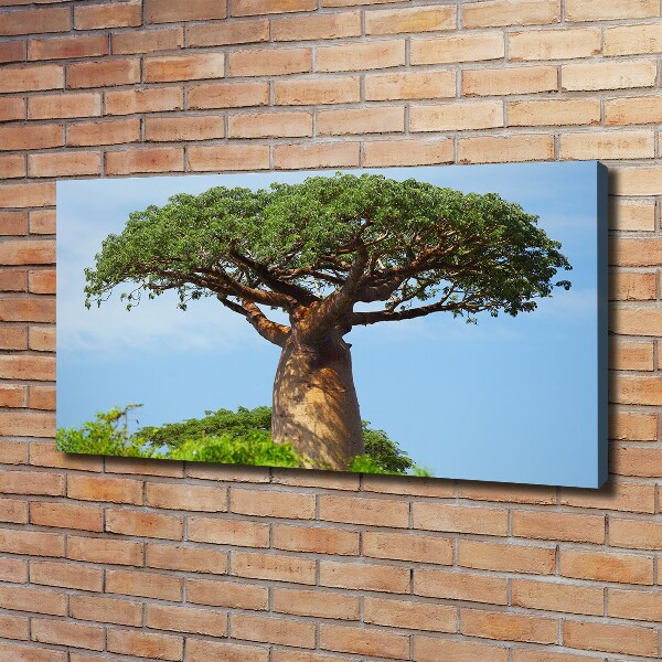 Duży foto obraz na ścianę canvas Baobab