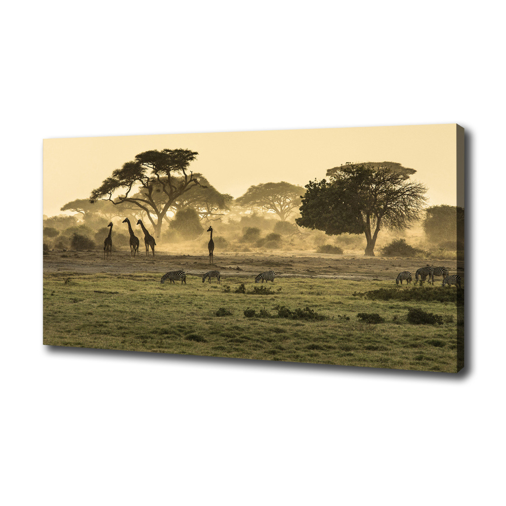 Foto obraz na płótnie Żyrafy na sawannie