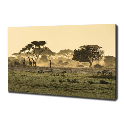 Foto obraz na płótnie Żyrafy na sawannie