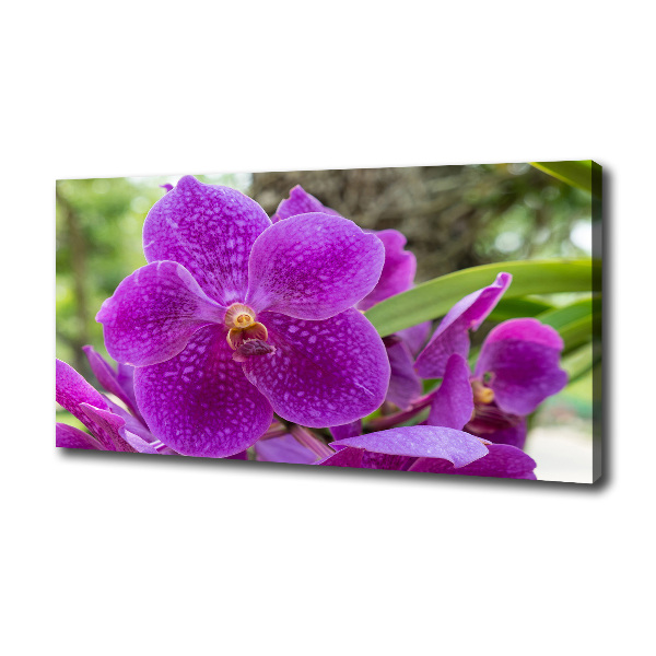 Foto obraz canvas Orchidea