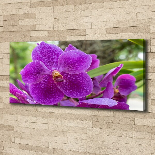 Foto obraz canvas Orchidea