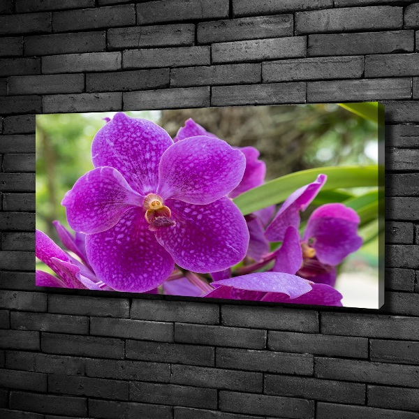 Foto obraz canvas Orchidea