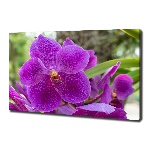 Foto obraz canvas Orchidea