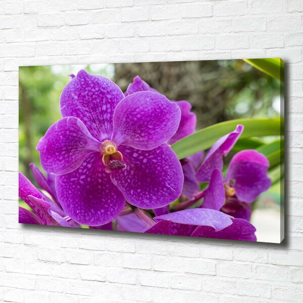 Foto obraz canvas Orchidea