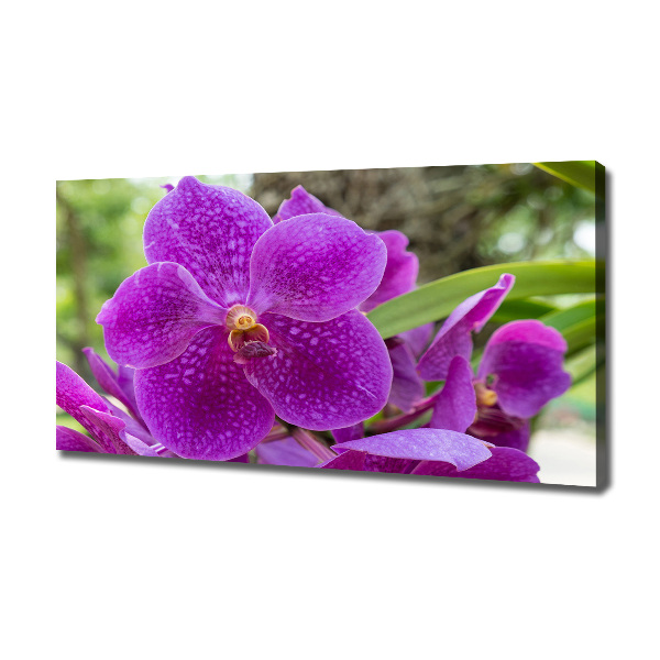 Foto obraz canvas Orchidea