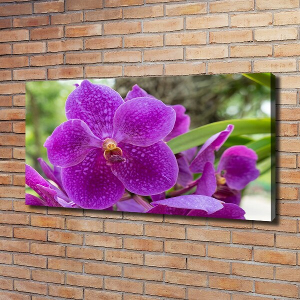 Foto obraz canvas Orchidea