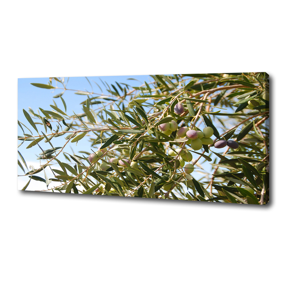 Foto obraz na płótnie Drzewo oliwne