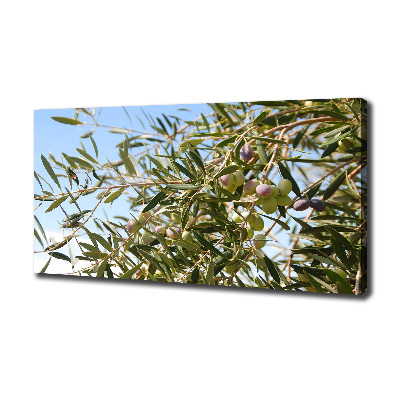 Foto obraz na płótnie Drzewo oliwne