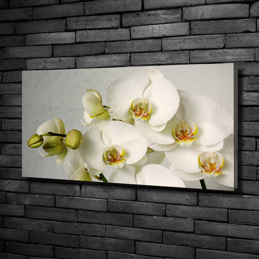 Foto obraz na płótnie Biała orchidea