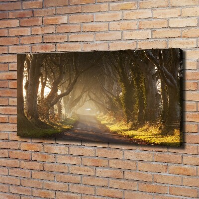 Duży Foto obraz na płótnie Mgła w lesie