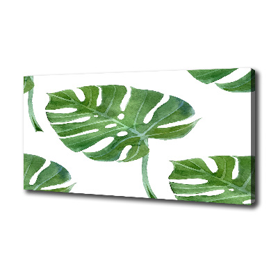 Foto obraz canvas Monstera