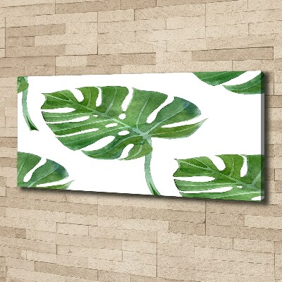 Foto obraz canvas Monstera