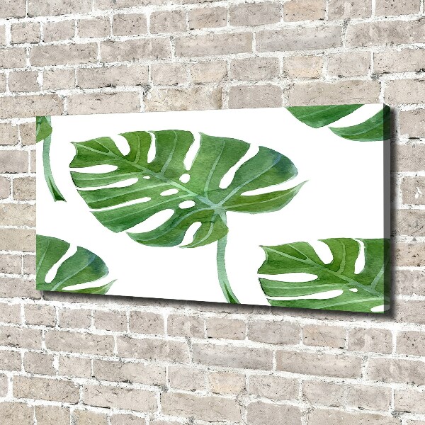 Foto obraz canvas Monstera