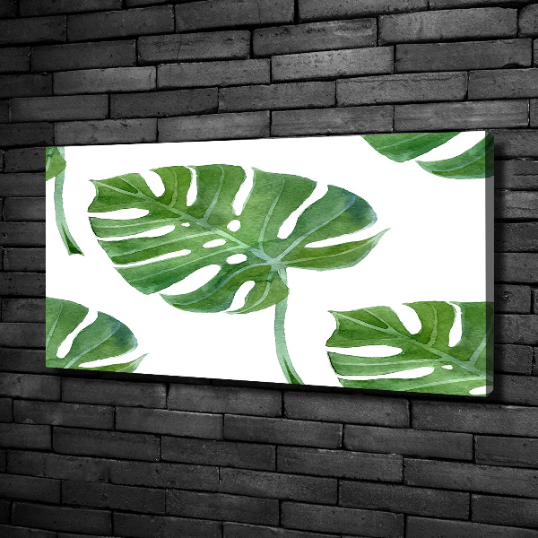 Foto obraz canvas Monstera