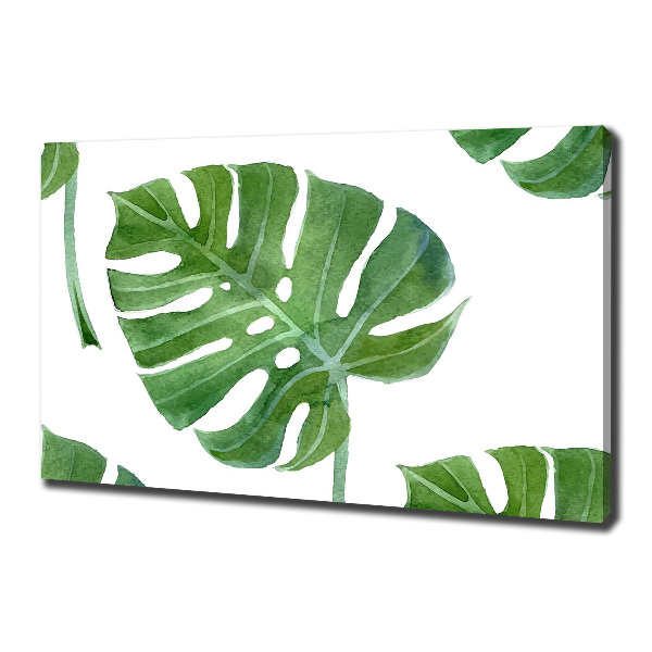 Foto obraz canvas Monstera