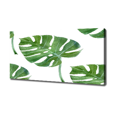 Foto obraz canvas Monstera