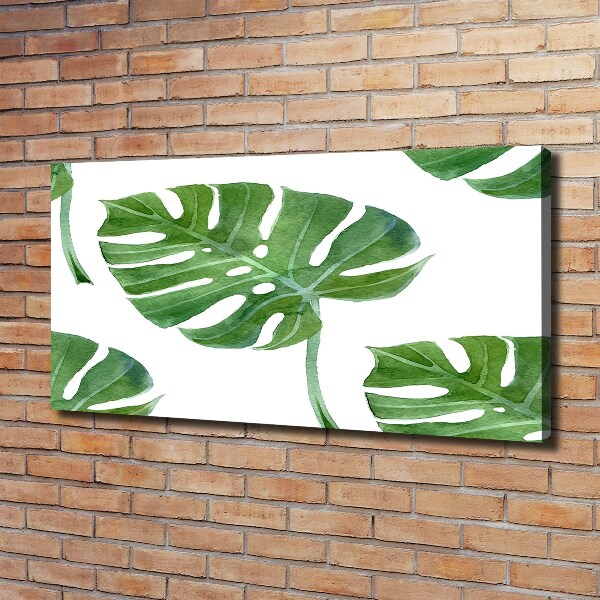 Foto obraz canvas Monstera