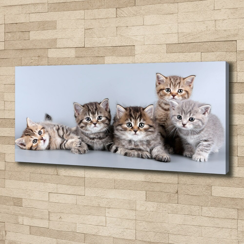 Foto obraz canvas Pięć kotów