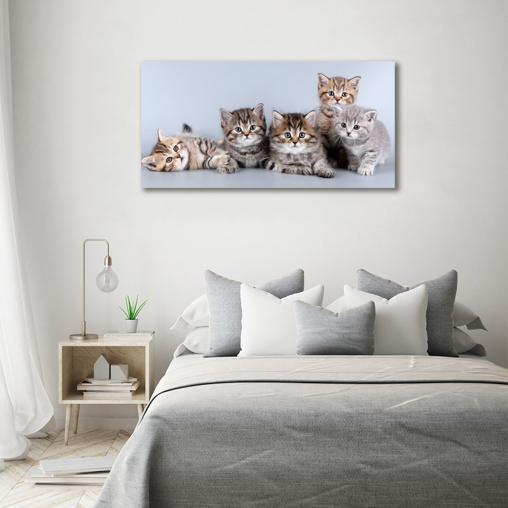 Foto obraz canvas Pięć kotów