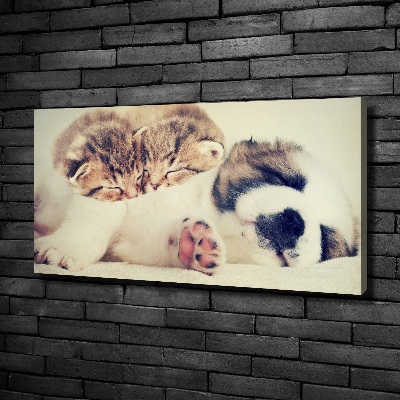 Foto obraz na płótnie Dwa koty i pies