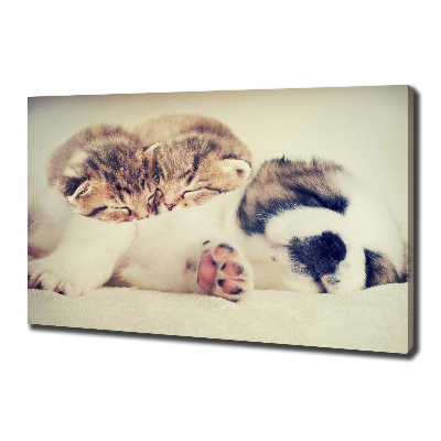 Foto obraz na płótnie Dwa koty i pies