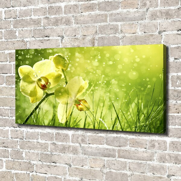 Foto obraz canvas Orchidea