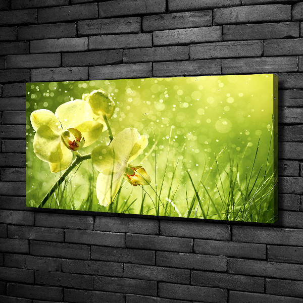 Foto obraz canvas Orchidea