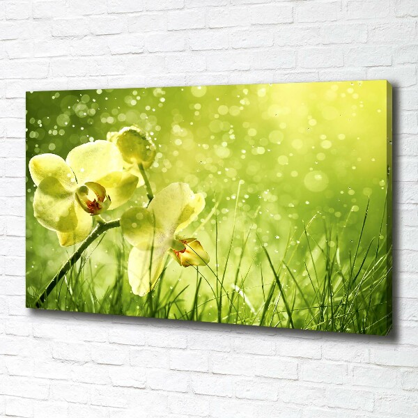 Foto obraz canvas Orchidea