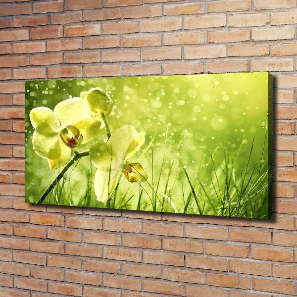 Foto obraz canvas Orchidea