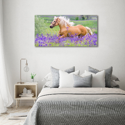 Foto obraz na płótnie Koń na polu lawendy