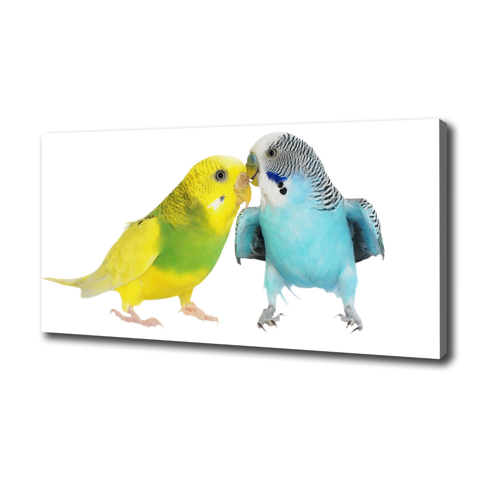 Foto obraz na płótnie Papużki faliste