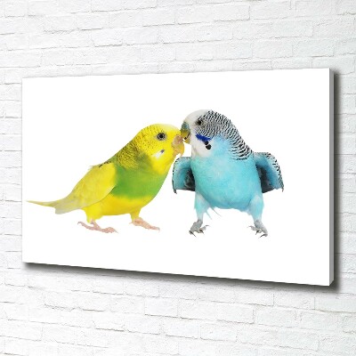 Foto obraz na płótnie Papużki faliste