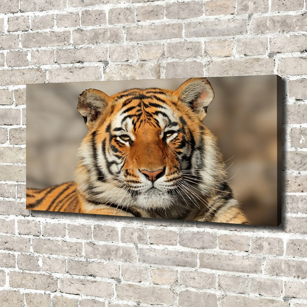 Foto obraz na płótnie Tygrys bengalski