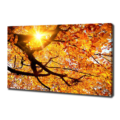 Foto obraz na płótnie Korona drzew jesień