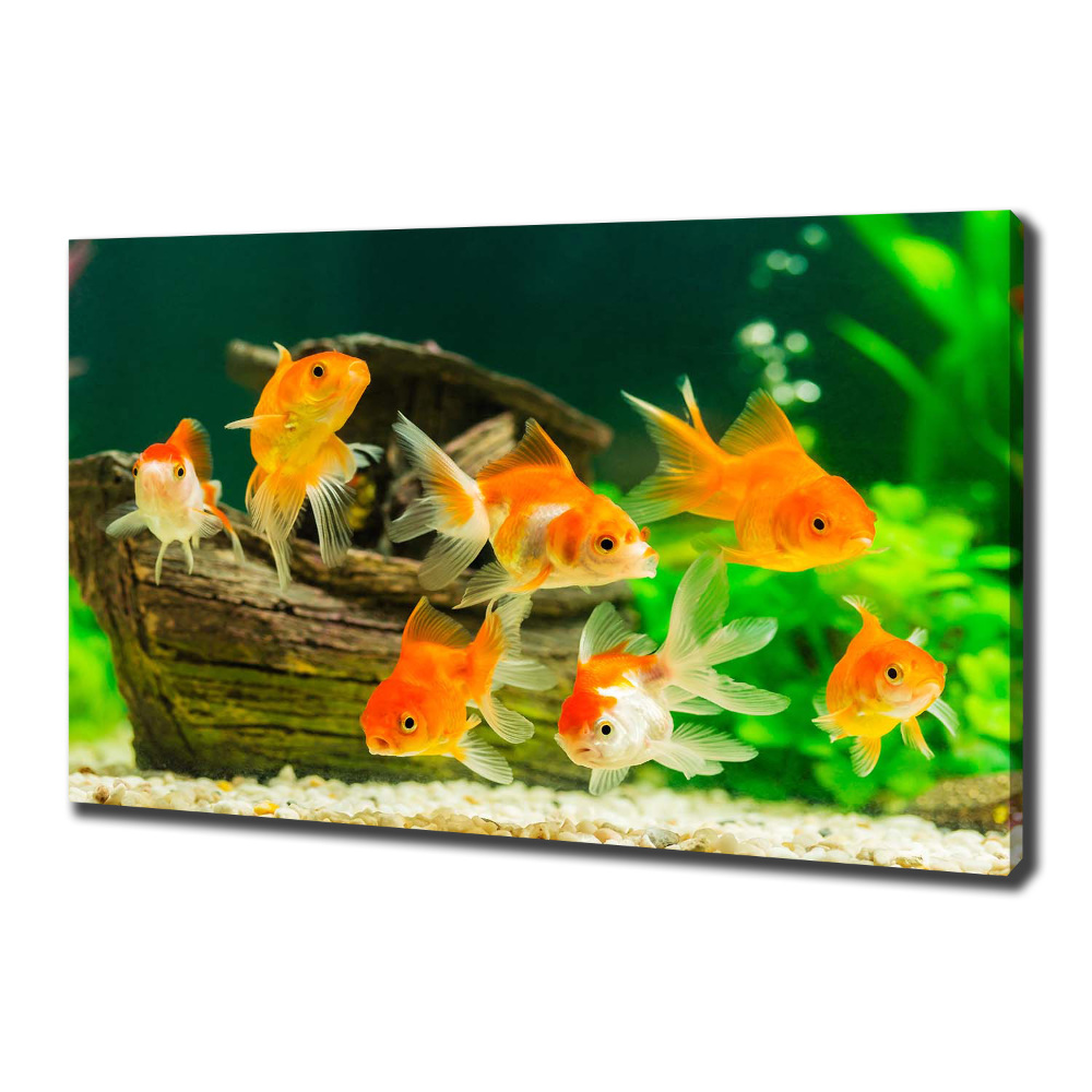 Foto obraz canvas Złote rybki
