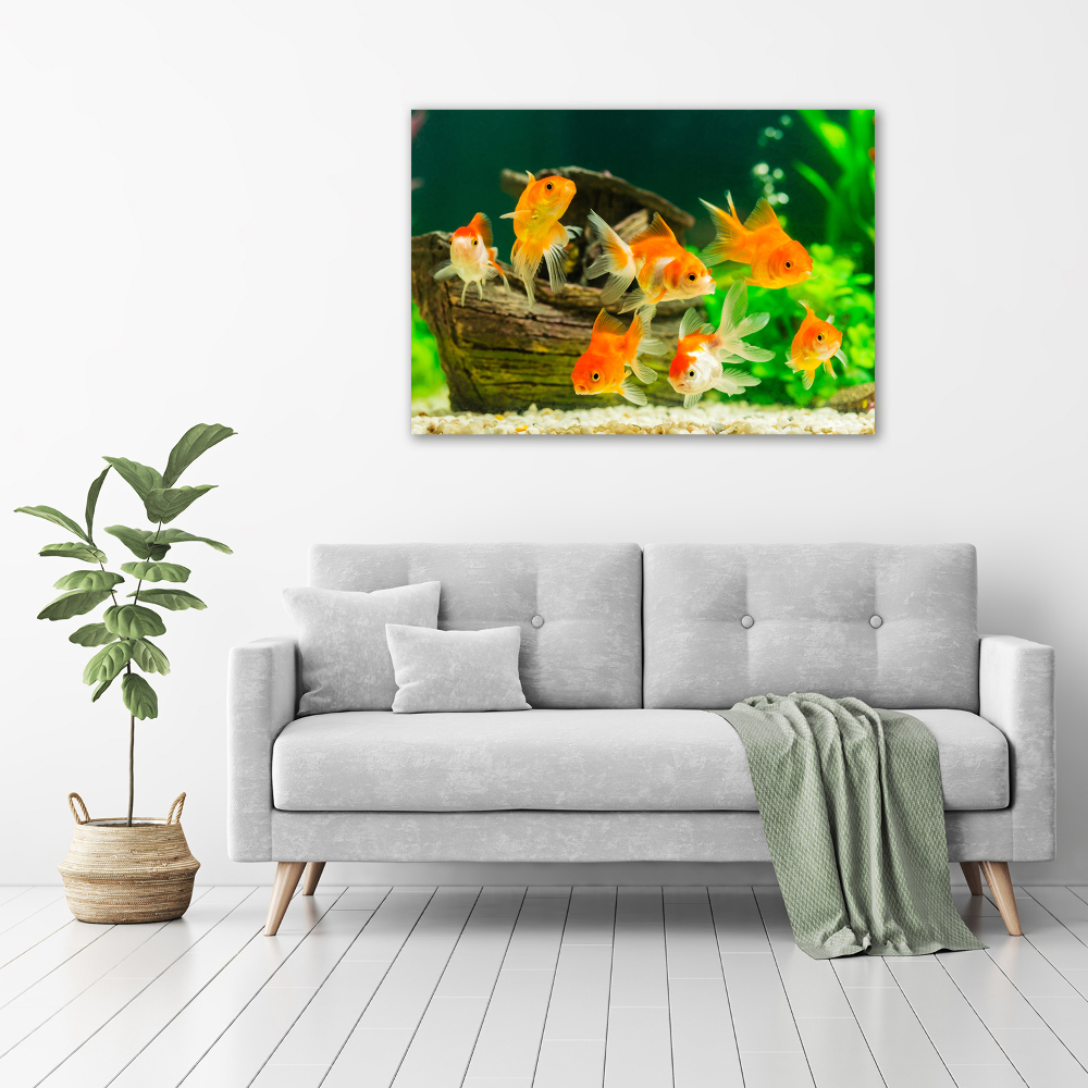 Foto obraz canvas Złote rybki