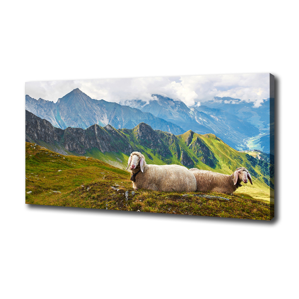 Foto obraz na płótnie Owce w Alpach
