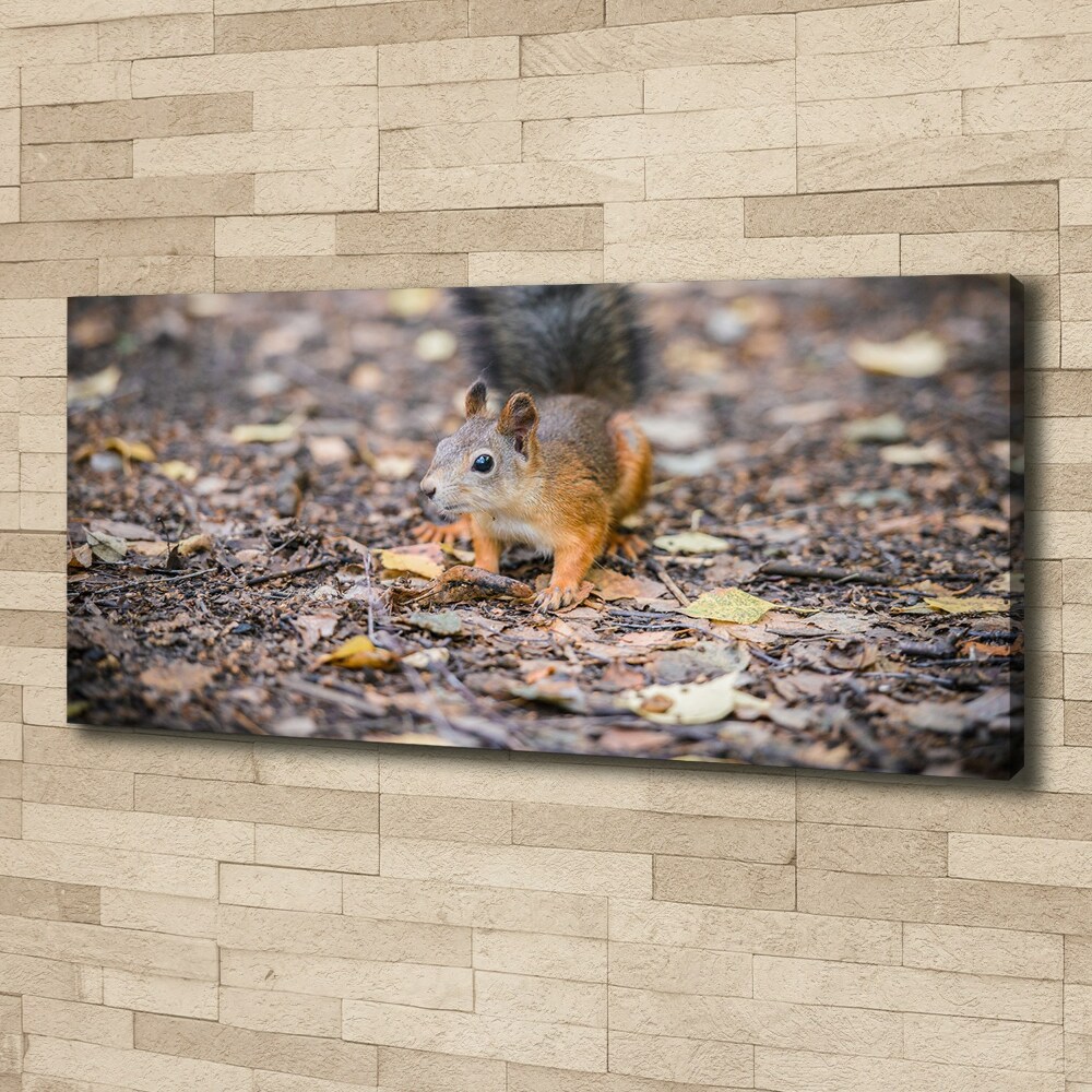 Foto obraz canvas Wiewiórka