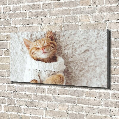 Foto obraz na płótnie Kotek w swetrze