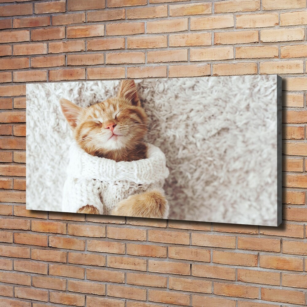 Foto obraz na płótnie Kotek w swetrze