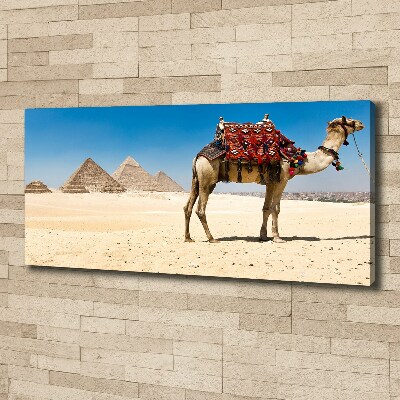Foto obraz na płótnie Wielbłąd w Kairze