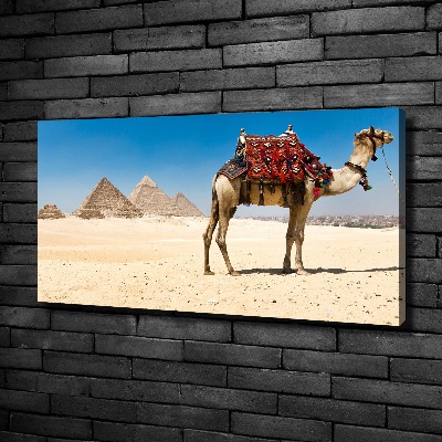 Foto obraz na płótnie Wielbłąd w Kairze