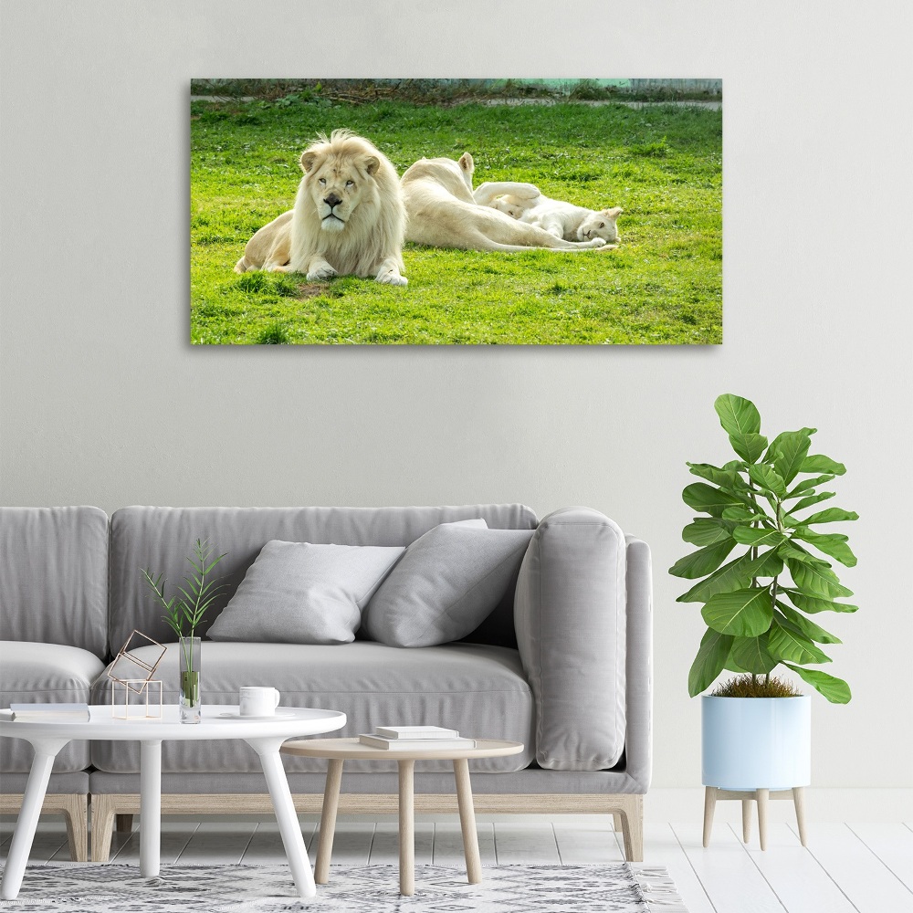 Foto obraz canvas Beżowe lwy