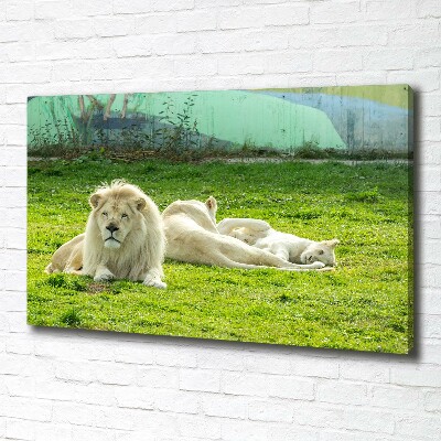 Foto obraz canvas Beżowe lwy