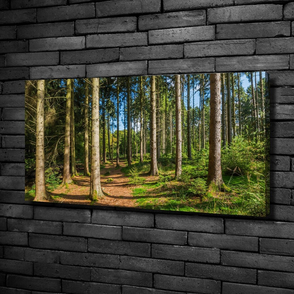 Foto obraz na płótnie Panorama lasu