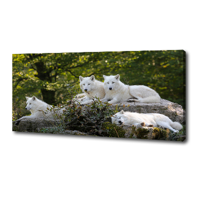 Foto obraz na płótnie Białe wilki skała
