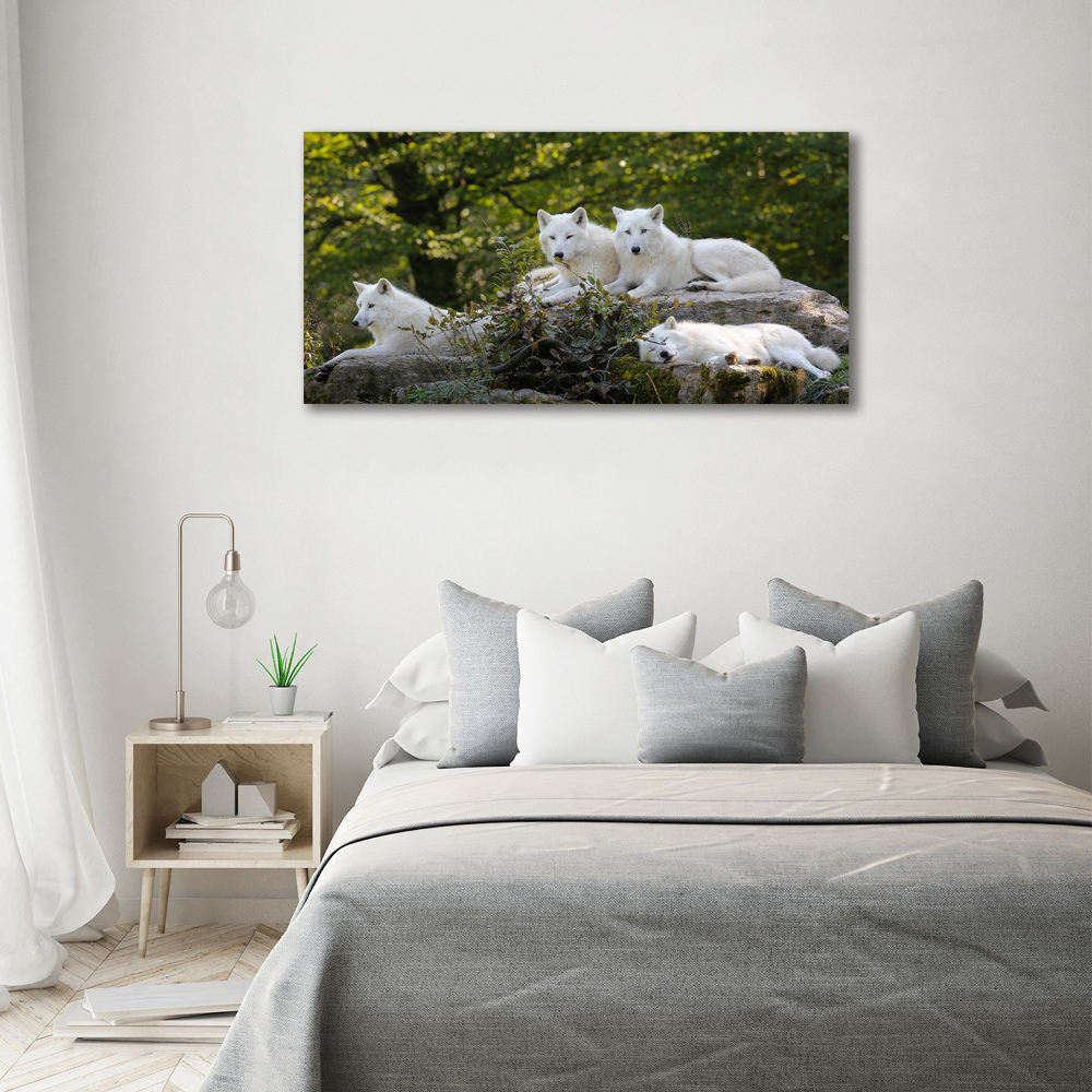 Foto obraz na płótnie Białe wilki skała