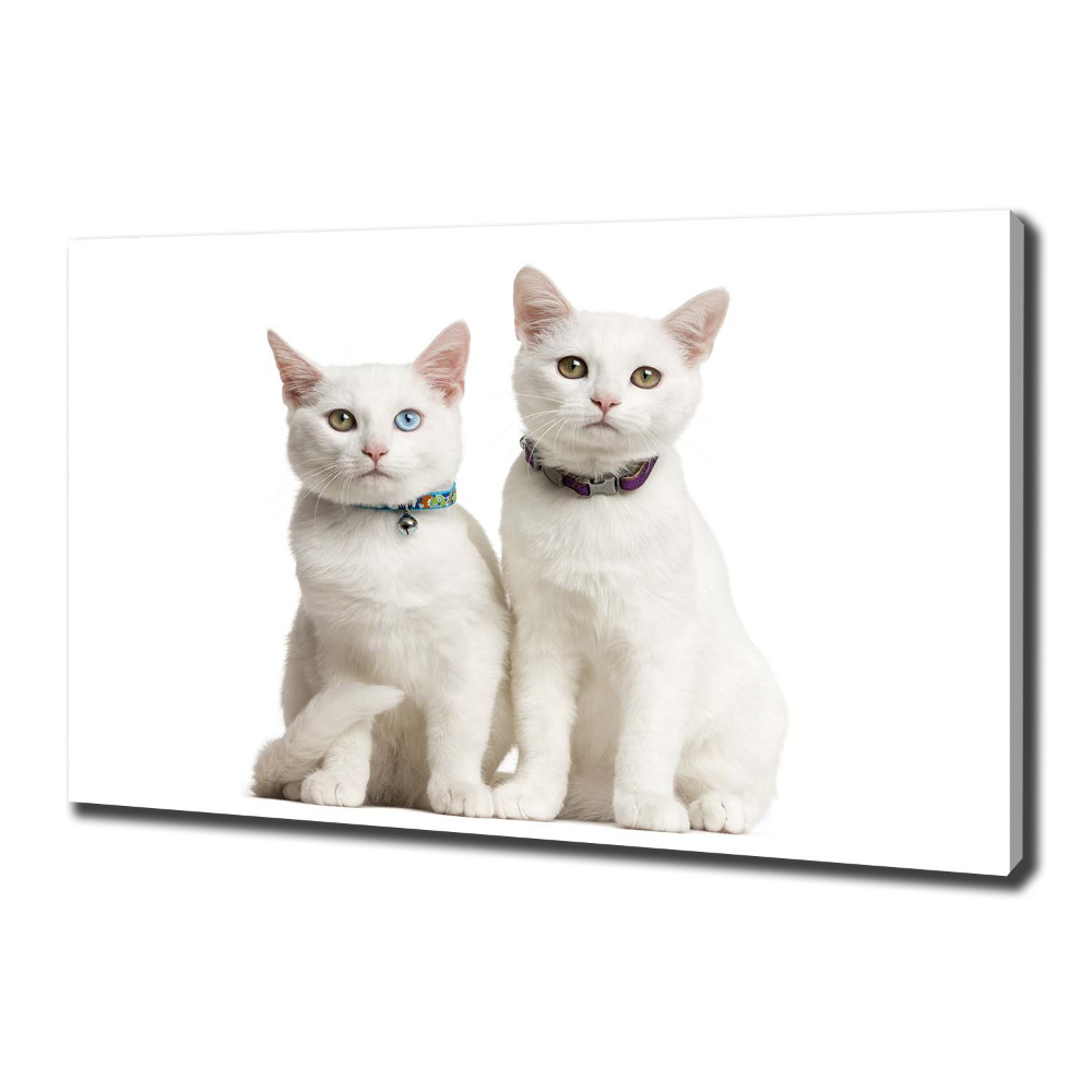 Foto obraz canvas Białe koty