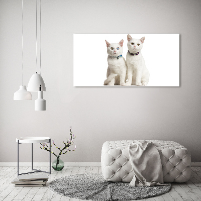 Foto obraz canvas Białe koty